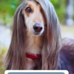 A long-haired dog with silky fur covering one eye wears a red collar. The image is overlaid with the text: “13 Dog Names That Tell You Exactly Where They’re From.” Discover simple ways dogs improve your life at WHATCANMYDOGEAT.COM.