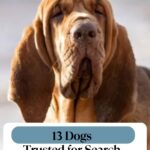 A close-up of a Bloodhound dog with droopy ears and wrinkled skin. The text on the image reads: "13 Dogs Trusted for Search, Detection and Tracking&mdash;like the famous movie and TV dogs you know and love.