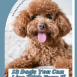 A fluffy brown poodle with curly fur sits on a bed, looking at the camera with its tongue out. Text reads: "13 Dogs You Can Live With Even If You Have Allergies, including some famous movie and TV dogs.