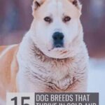 A large, sturdy dog with tan and white fur stands on snow. Text reads: “15 Dog Breeds That Thrive in Cold and Harsh Climates” and “WHATCANMYDOGEAT.COM.” Discover simple ways dogs improve your life in challenging environments.