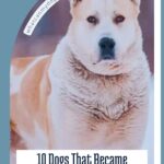 A large, fluffy dog with a serious expression stands outdoors. Text below reads, "10 Dogs That Became Legends Through Loyalty and Courage—discover simple ways dogs improve your life." Website URL appears on a curved banner above the dog.