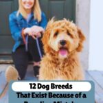 A woman sits on a porch holding a leash, with a fluffy, tan dog at her feet. Text reads: &ldquo;12 Dog Breeds That Exist Because of a Breeding Mistake&mdash;plus simple ways dogs improve your life.&rdquo;.