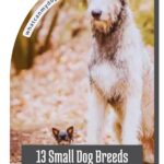 A very small dog stands in front of a much larger, shaggy dog outdoors. Text reads: "13 Small Dog Breeds That Act Much Bigger Than They Are—discover simple ways dogs improve your life.
