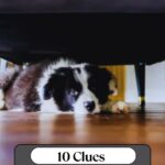 A black and white dog lies under a couch on a wooden floor, looking sad. Text reads: “10 Clues Your Dog Is Struggling With Stress” and “whatcanmydogeat.com” at the top. Discover more about dog staring behavior explained, along with other signs your pet may be overwhelmed.