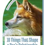 A fluffy dog stands in green water near a rock, perhaps pausing with that familiar, curious gaze—dog staring behavior explained by their fascination with new environments. Text reads: "10 Things That Shape a Dog’s Relationship With Water." Website whatcanmydogeat.com appears at the top.