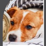 A brown and white puppy lying on a bed next to an alarm clock, looking relaxed. Text reads: "10 Ways Routine and Scent Help Dogs Tell Time." Dog staring behavior explained as part of their unique ability to sense daily patterns.