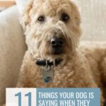A curly-haired tan dog sits on a light couch, looking directly at the camera. Text reads, “11 things your dog is saying when they stare at you.” Find out more with dog staring behavior explained.