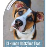 A brown, black, and white dog tilts its head with a curious expression, reflecting classic dog staring behavior explained by experts. Text below reads, "13 Human Mistakes That Make Life Confusing for Dogs." Website URL is visible at the top left corner.