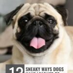 A happy pug with its tongue out lies on a couch. Text reads: "13 Sneaky Ways Dogs Have Learned to Control Humans" and "whatcanmydogeat.com" at the top, hinting that dog staring behavior is explained among these clever canine tactics.