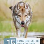 A wolf-like dog walks on wooden planks outdoors. Text above reads, &ldquo;15 things dogs still do because of their wolf DNA.&rdquo; The background is blurred green and yellow, subtly hinting at the mysteries behind traits like dog staring behavior explained by their wild ancestry.