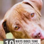 A brown dog tilts its head, looking curious. Text reads: “10 ways emotionally intuitive dog breeds tune in to how you’re feeling.” Website name appears at the top.