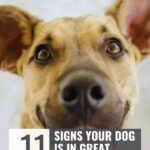 A happy, emotionally intuitive dog with large ears and a big nose looks at the camera. Text reads: "11 Signs Your Dog is in Great Health" and "whatcanmydogeat.com" at the top.