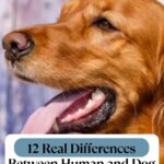A close-up of a golden retriever—one of the most emotionally intuitive dog breeds—with its mouth open and tongue out. Text overlay reads: "12 Real Differences Between Human and Dog Vision." Website banner at the top.