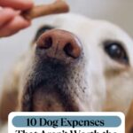 A close-up of a dog&rsquo;s face looking at a treat being held above its nose, with text reading &ldquo;10 Dog Expenses That Aren&rsquo;t Worth the Money.&rdquo; Ideal for anyone exploring dog related side hustles for extra income, this image highlights smart spending tips in the pet world.