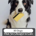 A black and white dog holds a yellow card in its mouth. Text above reads “10 Dogs That Are Cheaper to Care For Long-Term.” Website name appears at the top, hinting at why dogs attach to neglectful owners despite their circumstances.