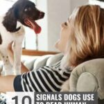 A woman smiles and holds a happy brown and white dog on a couch. Text overlay reads: “10 Signals Dogs Use to Read Human Behavior” and “whatcanmydogeat.com” at the top, offering insights into how dogs pick their person.