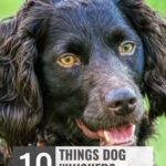 A close-up of a black dog with curly fur and yellowish eyes. The text reads: &ldquo;10 Things Dog Whiskers Actually Do,&rdquo; highlighting insights that could even inspire dog related side hustles for extra income. &ldquo;whatcanmydogeat.com&rdquo; appears at the top.