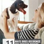 A happy woman sits on a couch, smiling at a dog with black and white fur standing on her lap. Text overlay reads: “11 Ways Dogs Recognize the Humans They’re Bonded To.” Perfect for those interested in dog related side hustles for extra income, this heartwarming moment highlights the special connection between humans and their furry companions.