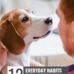 A person gently holds a brown and white dog, looking into its eyes. Text reads: “12 Everyday Habits That Matter Most to Your Dog.” Website URL appears at the top, offering insights for pet lovers interested in dog related side hustles for extra income.