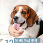 A person in a white sweater sits with a happy, panting beagle. Text reads: “12 Things That Make Beagles Impossible Not to Love” along with creative ideas for dog related side hustles for extra income, with the website “whatcanmydogeat.com” at the top.
