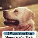 A person gently pets a happy yellow Labrador outdoors, with text that reads, “12 Ways Your Dog Shows You’re Their Favorite Person,” exploring surprising insights such as why dogs attach to neglectful owners.