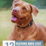 A happy brown dog with its tongue out sits on grass. Text reads: &ldquo;13 Reasons Dogs Stay Attached to People Who Neglect Them&rdquo; and &ldquo;WHATCANMYDOGEAT.COM&rdquo; at the top, exploring why dogs attach to neglectful owners.