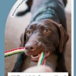 A brown dog playfully tugs on a colorful rope toy. Text: &ldquo;What Makes a Dog Decide You&rsquo;re Their Person.&rdquo; Discover more about how dogs pick their person at whatcanmydogeat.com.