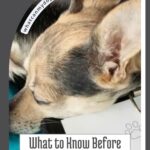 A small dog rests its head on a blue surface next to a paper with a paw print. Text reads: “What to Know Before Buying Pet Insurance for Your Dog.” Understanding topics like why dogs attach to neglectful owners can help you make more informed decisions about your pet’s health and well-being.