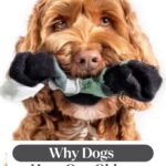 A brown, curly-haired dog holds a black-and-white sock in its mouth. The text above reads, “WHATCANMYDOGEAT.COM.” Below, it says, “Why Dogs Have One Object They’re Obsessed With—and how dogs pick their person.”.