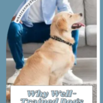 A golden retriever sits in front of a person on a sofa. Text reads: “Why well-trained dogs will suddenly stop listening—and why dogs attach to neglectful owners.” Website name is in the image.
