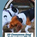 Two dogs, one black and white and one brown, white, and black, interact closely outdoors. The image text reads: "10 Common Dog Behaviors That Aren’t as Weird as They Seem." Understanding these behaviors can be especially helpful when helping a dog with anxiety.