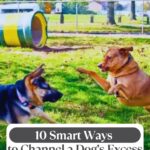 Two energetic dogs are playing together outside on green grass near a yellow tunnel, with trees and a fence in the background. Text overlay reads: “10 Smart Ways to Channel a Dog’s Excess Energy.” These playful activities can also be great for helping a dog with anxiety.