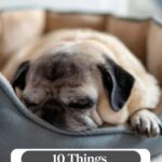 A pug is lying in a soft dog bed, looking sleepy. Text above reads, “10 Things Your Dog’s Sleep Habits Reveal.” The scene suggests a focus on dog sleep habits and hints at how dogs pick their person.