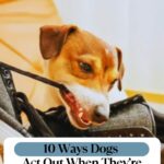 A dog chews on a black shoe while sitting on a tan chair, possibly seeking comfort or release. The image includes the text: "10 Ways Dogs Act Out When They’re Under-Stimulated" and a website header at the top—offering insights into helping a dog with anxiety.