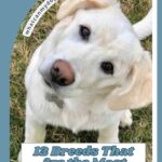 A white dog with floppy ears tilts its head on grass. Text reads: "12 Emotionally Intuitive Dog Breeds." Website: whatcanmydogeat.com. Blue background borders the photo.