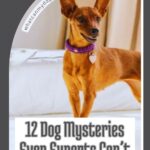 A small brown dog with upright ears stands on a bed. Text below reads, &ldquo;12 Dog Mysteries Even Experts Can&rsquo;t Explain,&rdquo; delving into secrets like how dogs pick their person. A curved text above says, &ldquo;whatcanmydogeat.com&rdquo;.