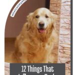 A golden retriever sits indoors by a brick-patterned wall. Text reads: "12 Things That Influence a Dog’s Aging Process, including tips for helping a dog with anxiety.