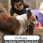 Two dogs standing outdoors in a fenced area, one with a black and tan coat and the other with a white and brown coat. Text reads, "13 Ways to Help Your Dog Feel Comfortable in New Places." Perfect for anyone interested in helping a dog with anxiety adjust to unfamiliar environments.