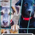 Two dogs with collars stand behind a metal fence, looking out with the keen awareness often seen in emotionally intuitive dog breeds. Text reads "15 Common Behaviors of Rehomed Dogs" and "whatcanmydogeat.com" at the top.
