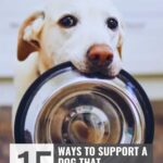 A yellow dog holds a metal food bowl in its mouth. Text reads, "15 ways to support a dog that struggles with anxiety," offering tips for helping a dog with anxiety, and "whatcanmydogeat.com" at the top.