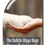 A human hand gently holding a dog&rsquo;s paw, with text: &ldquo;The Subtle Ways Dogs Choose Their Favorite Humans&mdash;discover how dogs pick their person.&rdquo;.