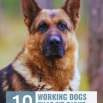 A friendly looking German Shepherd sits outdoors with tall trees in the background. Text reads: “10 working dogs that fit right into family life”—perfect examples of protective dog breeds that are also great companions.