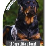 A Rottweiler lies on grass, looking alert. Text reads: “11 Dogs With a Tough Exterior and a Loyal, Loving Side.” Discover how even naturally friendly dog breeds can surprise you with their strength and devotion. Website URL appears in the top corner.