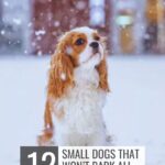 A Cavalier King Charles Spaniel, one of the naturally friendly dog breeds, sits in the snow as gentle snowflakes fall, with text reading “12 small dogs that won’t bark all day” and the website “whatcanmydogeat.com” at the top.