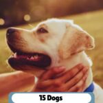 A person pets a happy yellow Labrador retriever outdoors—a classic example of one of the naturally friendly dog breeds. Text reads: “15 Dogs Americans Love Year After Year.”.
