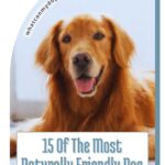 A golden retriever lying down and looking at the camera with text that says, “15 Of The Most Naturally Friendly Dog Breeds.” This image perfectly captures the gentle nature typical of many naturally friendly dog breeds.