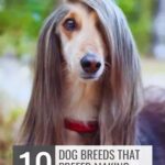A high endurance dog breed with long, silky hair covering one eye sits outdoors. Text reads: “10 Dog breeds that prefer making their own rules.” Website name appears at the top.