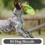 Spotted dog leaps mid-air with a green frisbee in its mouth; text reads “10 High Endurance Dog Breeds” at the bottom.