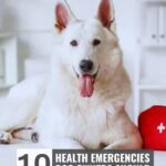 A white dog—possibly one of the high endurance dog breeds—sits indoors near a red first aid kit. Text reads: “10 Health Emergencies Dog Owners Should Be Ready For.” Website: whatcanmydogeat.com appears at the top.