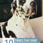A black and white Great Dane, one of the high endurance dog breeds, sits on a couch. Text above the dog reads, “10 Things That Make Dogs Stop Trusting Their Owners.”.
